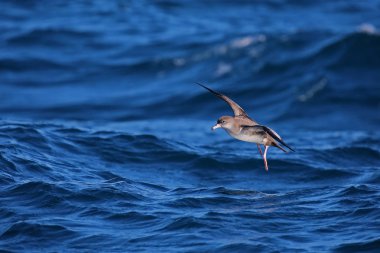 Pembe Ayaklı shearwater uçuş
