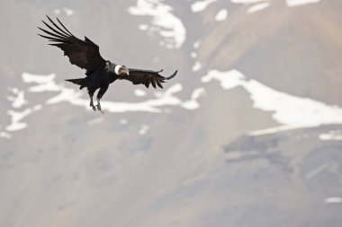 Andean condor in flight with mountains in background clipart