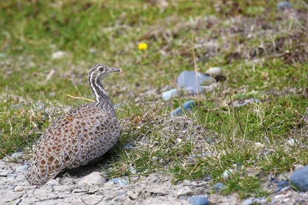 Patagonian Tinamou Extremely Rare Bird Chile — Stock Photo, Image