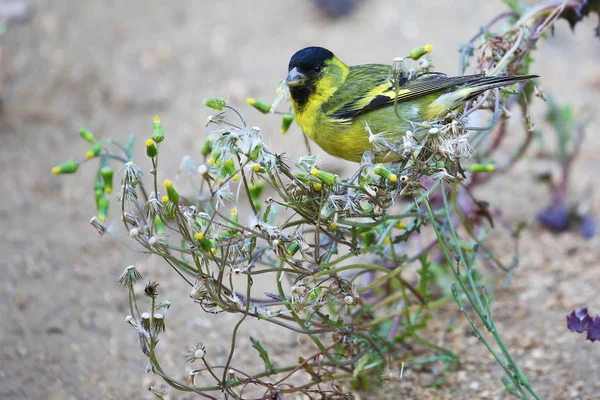 Μαύρο Chinned Siskin Τρώγοντας Σπόρους Χιλή — Φωτογραφία Αρχείου