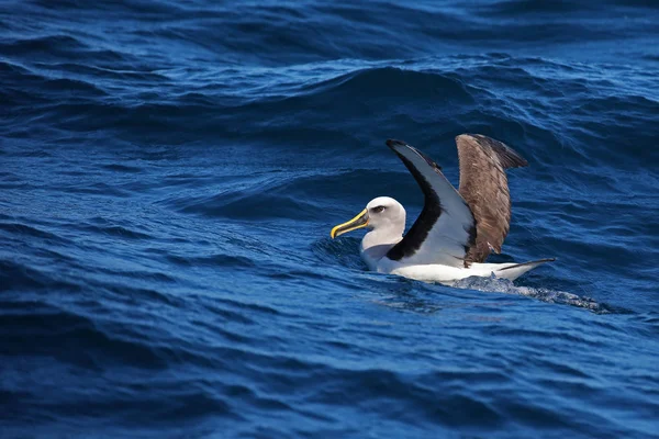 Buller Albatross Flyter Stilla Havet — Stockfoto