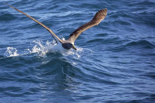 Chatham Albatross Decolla Dall Acqua — Foto Stock