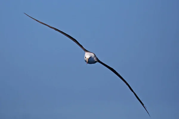 Černý Starý Albatros Letu Směrem Fotoaparátu — Stock fotografie