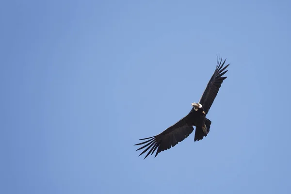 Andského Condor Rozlet Modrá Obloha — Stock fotografie