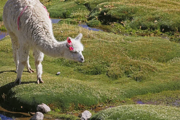 Alpaca Een Moeras Chileense Andes — Stockfoto