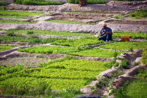 Aqaba Jordanië April 2019 Teelt Van Kleine Moestuinen — Stockfoto