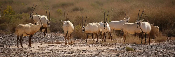 Grupa Arabskiej Oryx Półpustynnym Stepie Jordanii — Zdjęcie stockowe