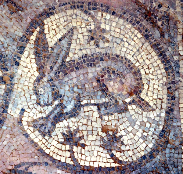 Lebre Mosaico Antigo Petra Jordânia — Fotografia de Stock