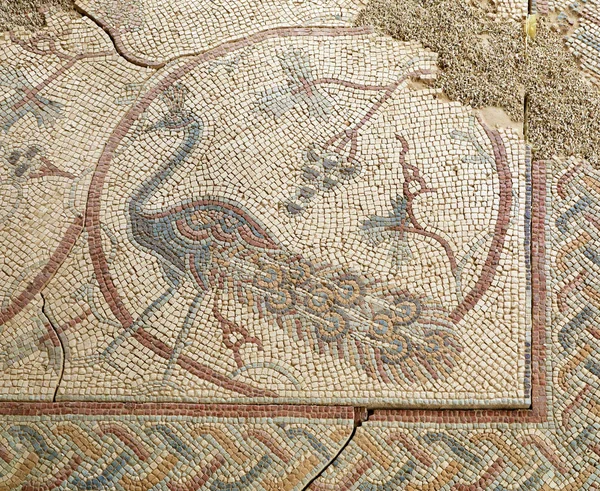 Bellissimo Pavone Nell Antico Mosaico Romano Del Monte Nebo Giordania — Foto Stock