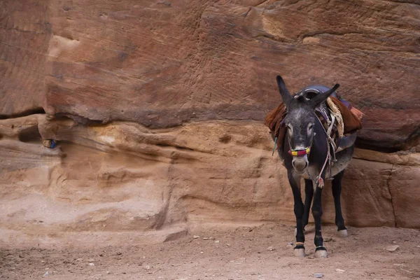 Ezel Wachten Voor Toeristen Petra Jordanië — Stockfoto
