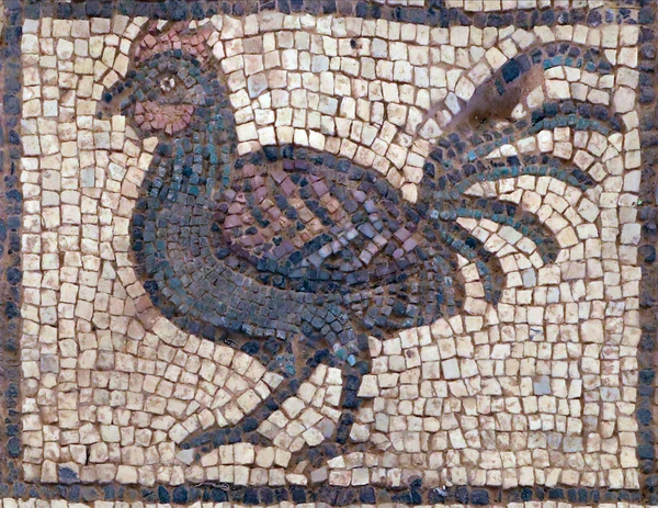 Galo Mosaico Antigo Petra Jordânia — Fotografia de Stock