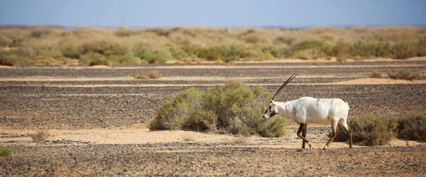 Арабський Oryx Напівпустельному Степу Йорданії — стокове фото