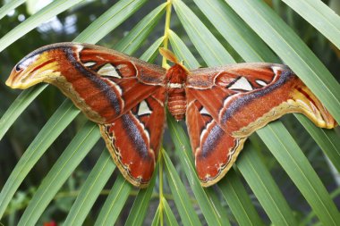Tayland ormanda büyük güvesi. Kanat açıklığı 25 santimetreden fazladır..