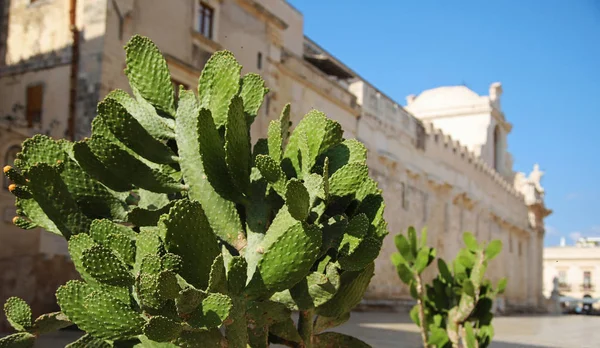 Cactus India Cattedrale Siracusa Sicilia — Foto Stock