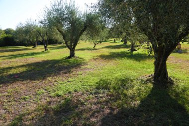 Toskana, İtalya 'daki Olive Grove.