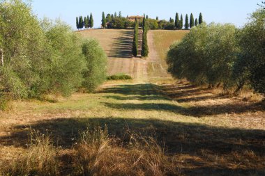 Tipik selvi ile Toskana çiftliği