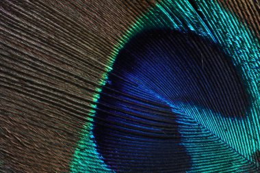 Makro tüy yakın, Hint tavus kuşu.