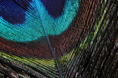 Makro tüyü kapat, tavus kuşu.