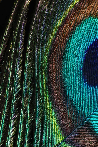 Macro Close Iridescent Feather Peacock — Stock Photo, Image
