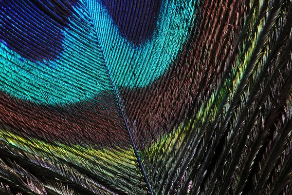 Macro Close Feather Peacock — Stock Photo, Image