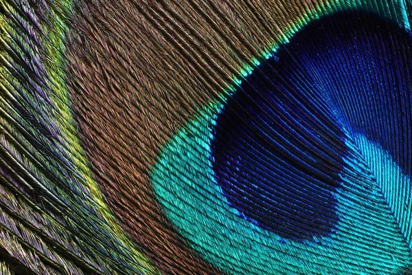 Macro Close Feather Peafowl — Stock Photo, Image