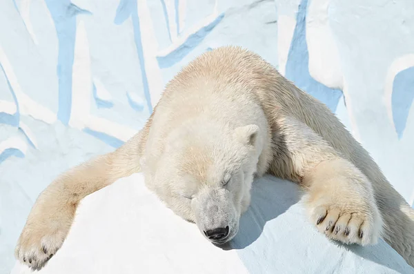 Polar bear sleeps in the snow.