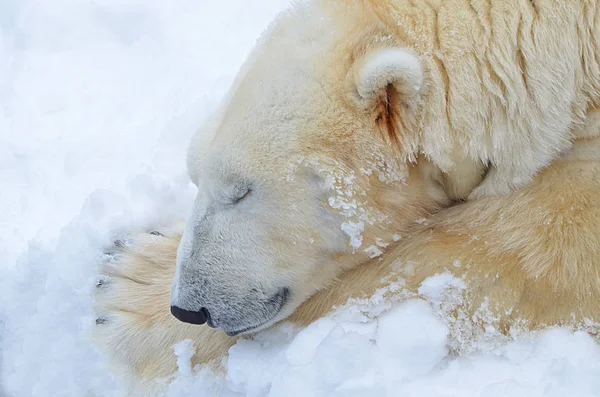 Urso Polar Dorme Neve — Fotografia de Stock