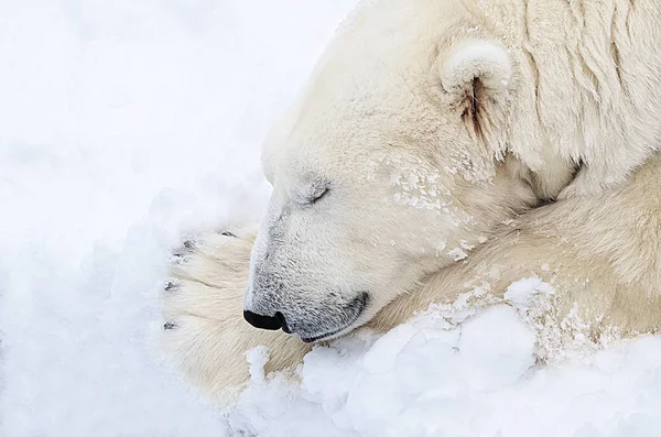 Urso Polar Dorme Neve — Fotografia de Stock