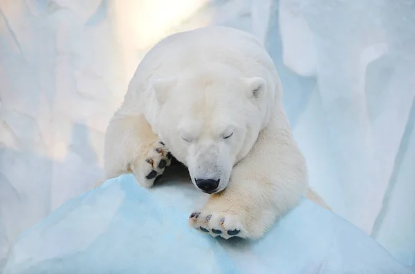 Urso Polar Dorme Neve — Fotografia de Stock