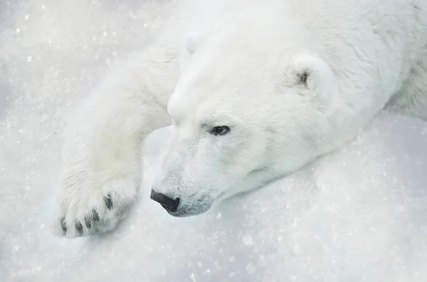 Polar bear sleeps in the snow.