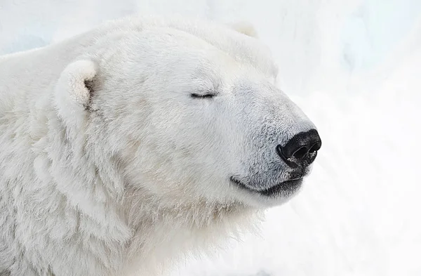 ホッキョクグマは雪の中で眠る — ストック写真