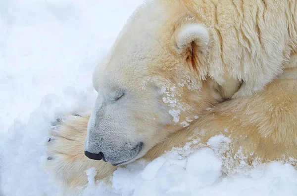 Orso Polare Dorme Nella Neve — Foto Stock