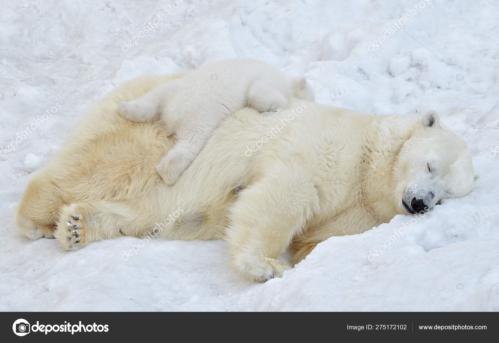 Svalbard - Dette bildet har blitt gitt til museet av Astor Ernstsen som  blant annet overvintret på Bjørnøya en rekke ganger. På bildet ser vi  Steinar Olsen med to isbjørnunger ved værstasjon, image size:1600x1101