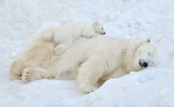 Eisbär Mit Kleinem Bären Schnee — Stockfoto