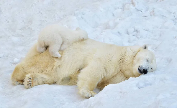 雪の中で眠っている小さなクマを持つホッキョクグマ — ストック写真