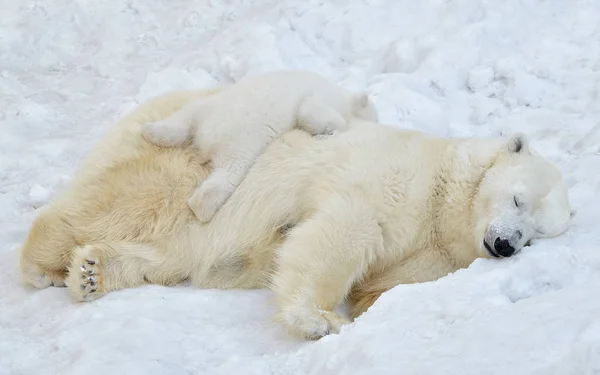 Ijsbeer Met Een Kleine Beer Slapen Sneeuw — Stockfoto