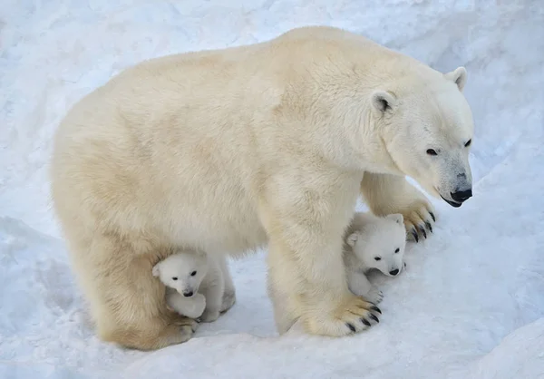 Urso Polar Com Pequeno Urso Dormindo Neve — Fotografia de Stock