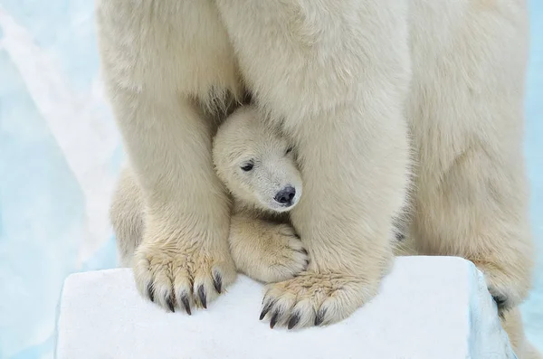 Polar Bear Small Bear — Stock Photo, Image