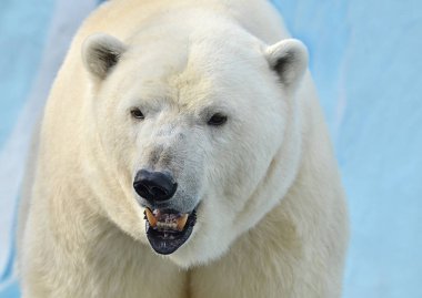 Kutup ayısının portresi.