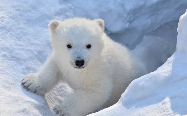 White Bear Feeding Young Cubs — Stock Photo, Image