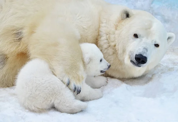Λευκή Αρκούδα Ταΐζει Μικρά Αρκουδάκια — Φωτογραφία Αρχείου