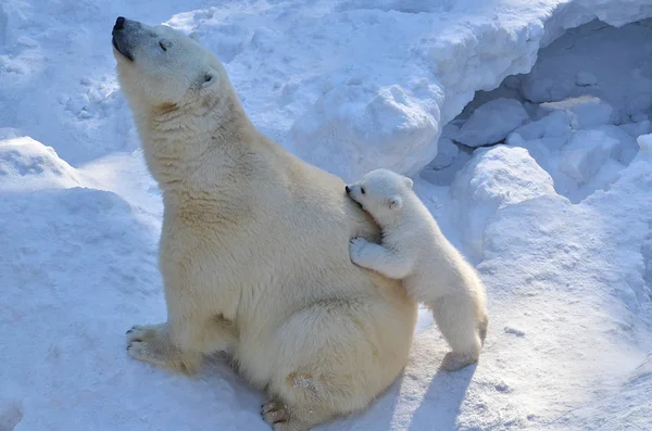 Λευκή Αρκούδα Ταΐζει Μικρά Αρκουδάκια — Φωτογραφία Αρχείου