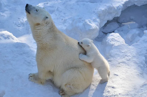 White Bear Feeding Young Cubs — Stock Photo, Image