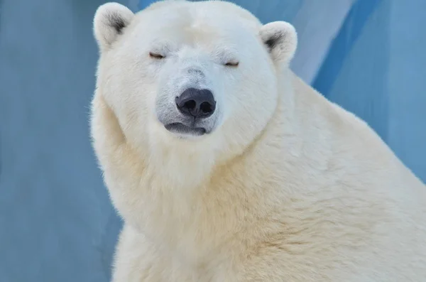 Retrato Oso Polar — Foto de Stock