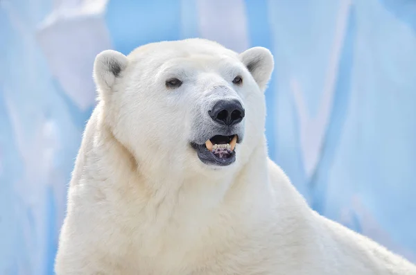 Retrato Oso Polar — Foto de Stock