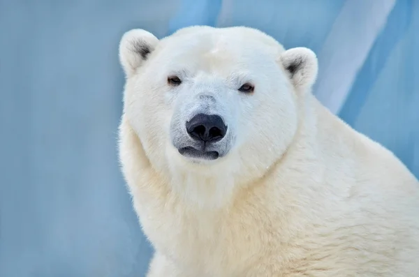 Retrato Oso Polar — Foto de Stock