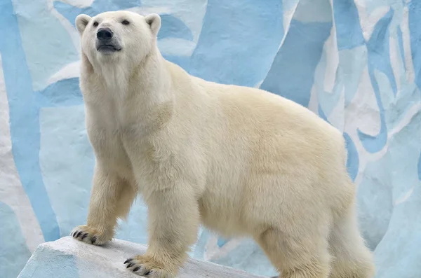 Retrato Urso Polar — Fotografia de Stock