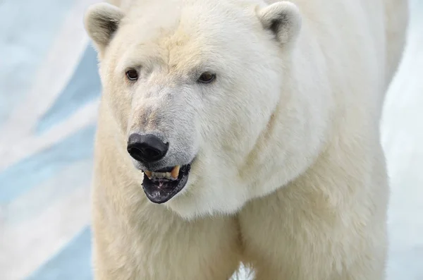 Portrait Polar Bear Stock Photo