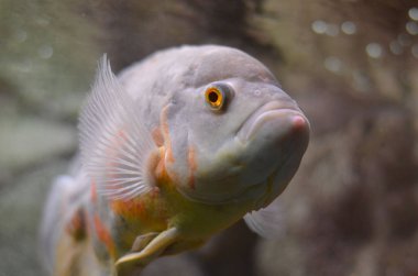 Derin deniz balıkları su altında yüzer.