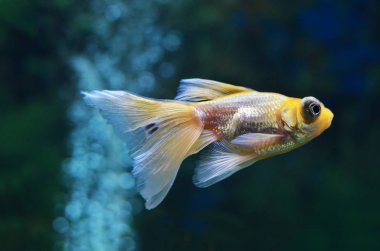 Derin deniz balıkları su altında yüzer.